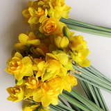 Daffodil Bunch