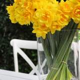 Daffodil Bunch