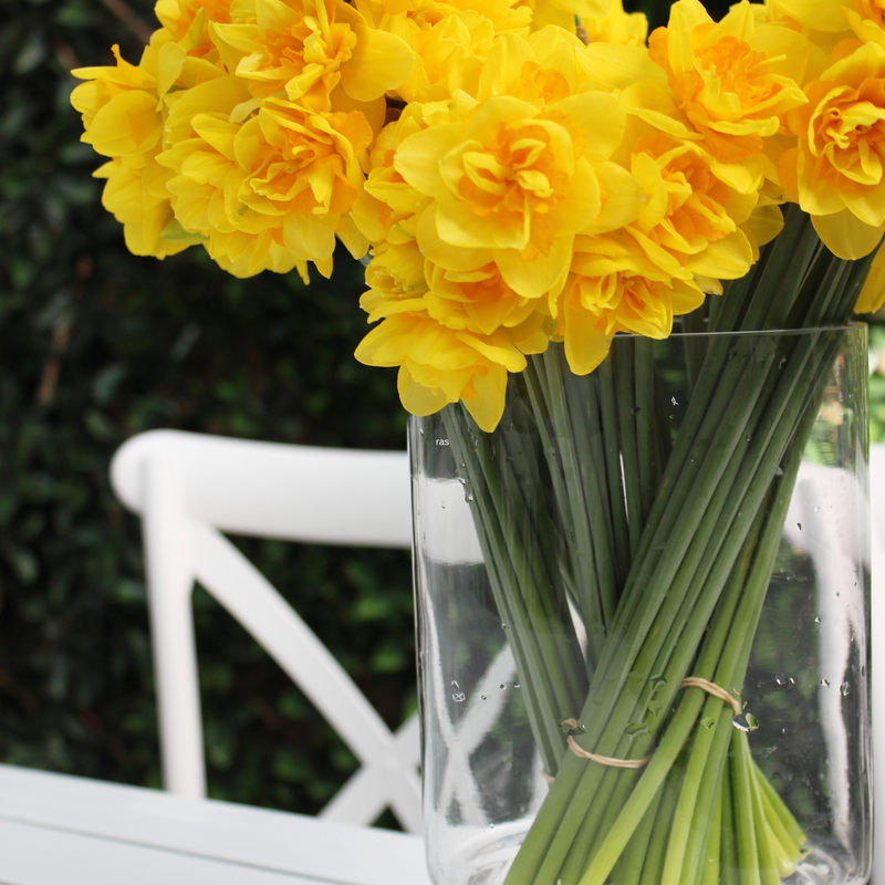 Daffodil Bunch