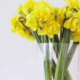Daffodil Bunch