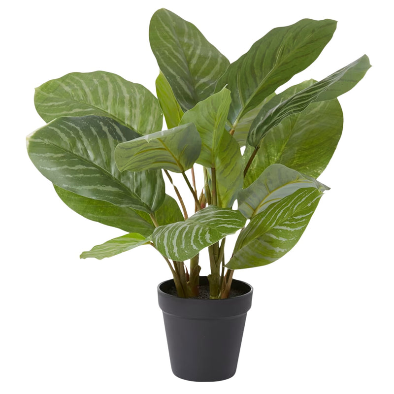 Aglaonema Plant - Green