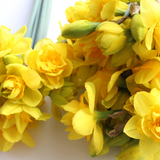 Daffodil Bunch