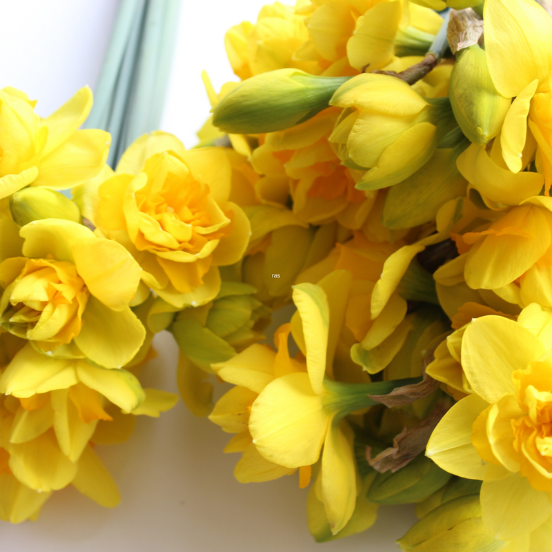 Daffodil Bunch