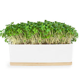 Microgreens Mini Sprout Garden - Mustard