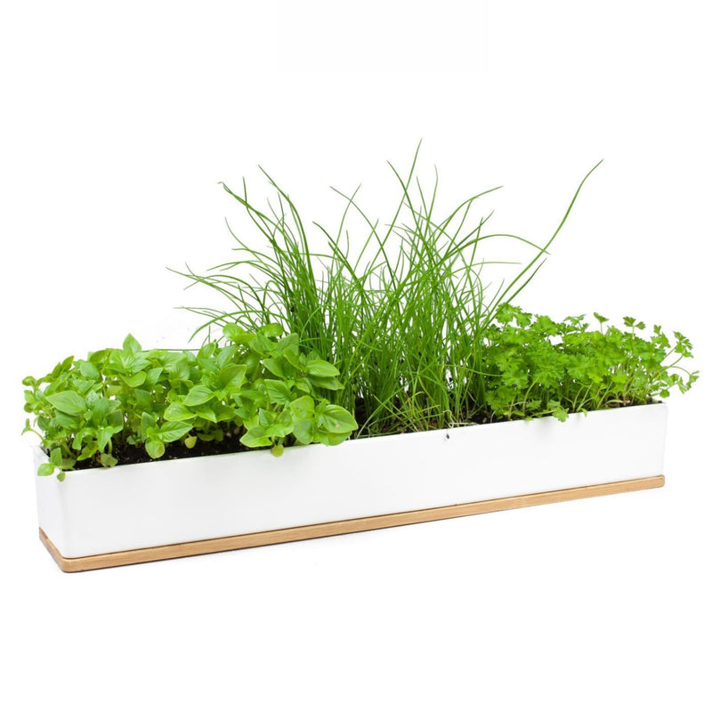 Micro Herbs Windows Sill Box