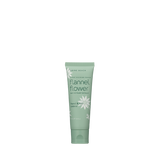 Maine Beach Flannel Flower